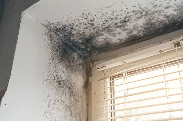 Affordable Mold Remediation solutions in Frederick, CO